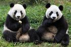 Pražská zoo chce získat pandu velkou. Babiš nabídl pomoc