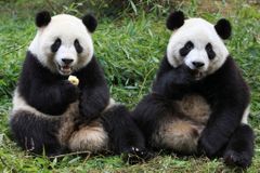 Pražská zoo chce získat pandu velkou. Babiš nabídl pomoc