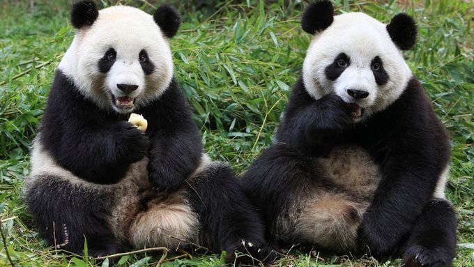 Panda velká patří mezi ohrožené druhy.