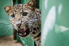 Do Zoo Praha přijel levhart, nejohroženější šelma světa
