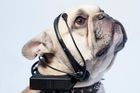 Nové zařízení No More Woof snímá mozkové vlny psů.