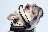 Nové zařízení No More Woof snímá mozkové vlny psů.