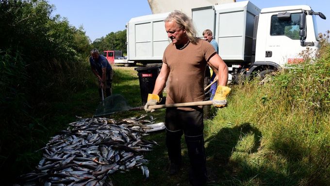 Rybáři nakládají leklé ryby z řeky Bečvy (21. září 2020).