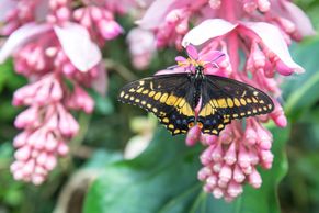 Pestrobarevná krása. V pražské Botanické zahradě opět volně létají tropičtí motýli