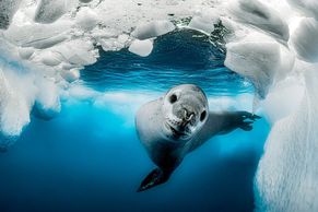 Nejlepší podmořské fotky roku: Zvědavý tuleň, vzácní delfínovci a spousta krásy