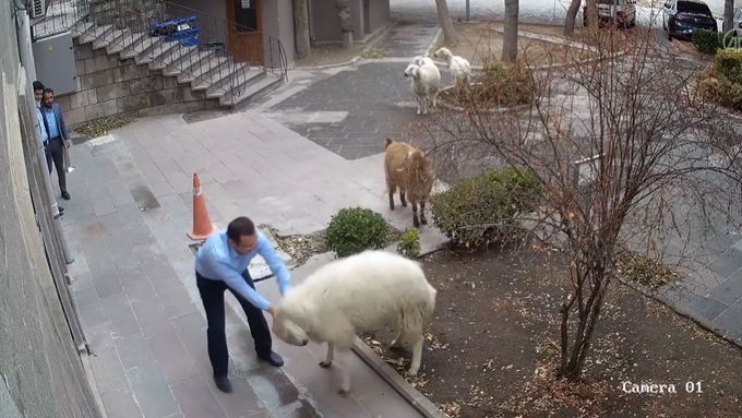 Ovce a koza utekly ze své farmy a dokráčely do nedaleké radnice v turecké provincii Nevsehir. Potyčku s úředníky natočily bezpečnostní kamery.