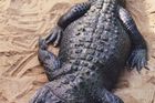 Policie zatkla krokodýla, tři dny strávil v cele