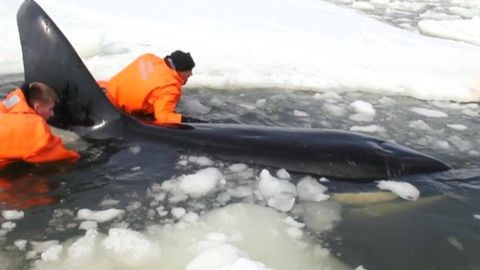Rusové zachránili kosatky z ledového sevření. Museli k nim naskákat do vody