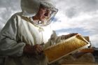 Včely umějí najít miny, Chorvaté je začínají cvičit