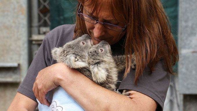 Koalové volají o pomoc. Dojemné fotky lidí, kteří chrání malé vačnatce před vyhubením
