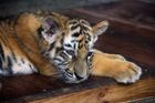 Poptávka po mrtvých tygrech je v Asii velká. Využívají oči i penis, říká sinolog