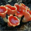 houby ohnivec zimní
