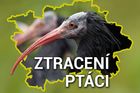 Mapa: Od Prahy až po Kralupy. Kde a kdy chytili uprchlé ibisy skalní z pražské zoo