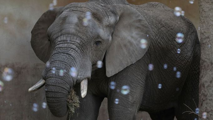 Sloni dostanou konopí, pomůže jim se stresem. Kouřit ho ale nebudou, ujišťuje zoo