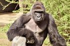 Zastřelit gorilu, které do výběhu spadlo dítě, bylo správné, hají se ředitel zoo navzdory kritikům