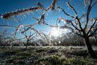 Noční mrazy zaútočily. Češi nasazují oheň, Švýcaři stromy kropí ledovou vodou