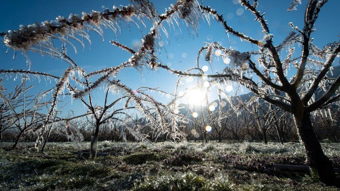 Boj o letošní úrodu pokračuje. Češi nasazují oheň, Švýcaři stromy kropí ledovou vodou