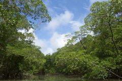 Amazonského pralesa může do roku 2030 ubýt i pětina
