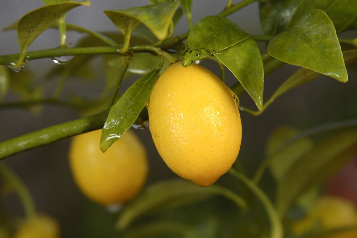 Citrus kumkvat
