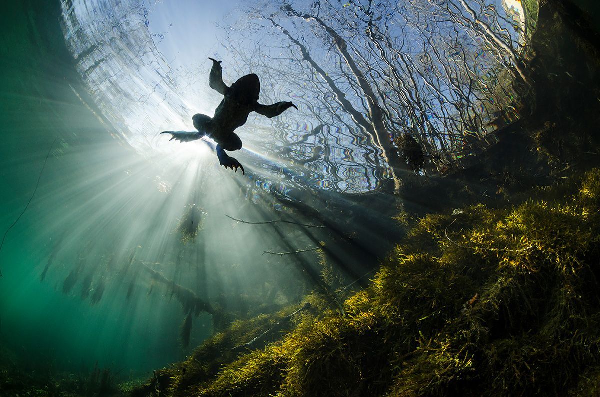 Underwater Photographer of the Year 2017: Vítězové soutěže