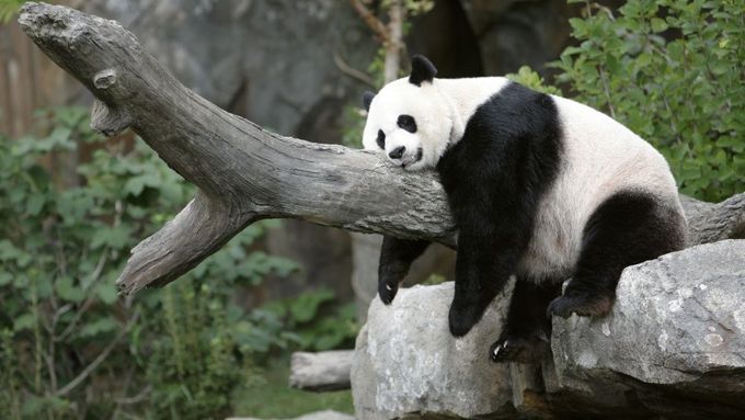 Pandy se obtížně množí. Proto vymírají