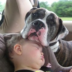 Pitbull a dítě