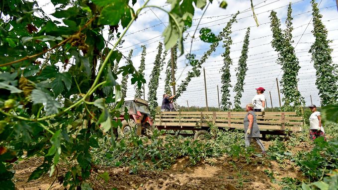 Pracovníci Zemědělského družstva Lišany sklízejí chmel nedaleko obce Lišany na Lounsku. Snímek z loňského roku.