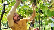Vinař Simone z vinařství Indomiti spolu s brigádníky sklízí hrozny Garganega. Obec Lumignano nedaleko od města Vicenza. Itálie, 15. září 2025.