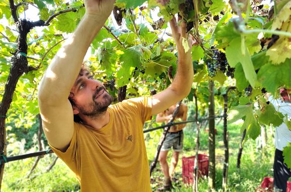 Vinař Simone z vinařství Indomiti spolu s brigádníky sklízí hrozny Garganega. Obec Lumignano nedaleko od města Vicenza. Itálie, 15. září 2025.