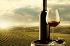 Všechna tuzemská vína s označením VOC jsou kvalitní, zjistila analýza