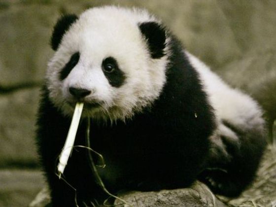 Infobox Panda