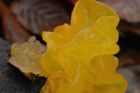 Rosolovka mozkovitá (Tremella mesenterica). Jasně žluté gelatinózní plodnice této houby můžeme nalézt hojně po celý rok za vlhkého počasí na mrtvém dřevě​. Roste od května do října.