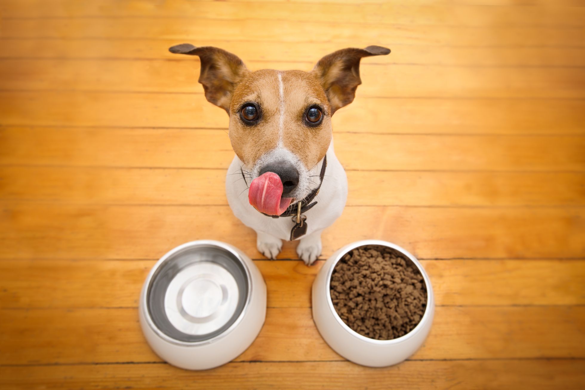 Pes - miska - žrádlo - jídlo - jazyk