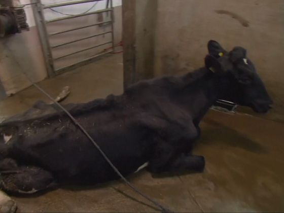 Polská aféra s masem nemocných nebo mrtvých krav Záběr z dokumentu polské televize TVN o porážce nemocných krav.