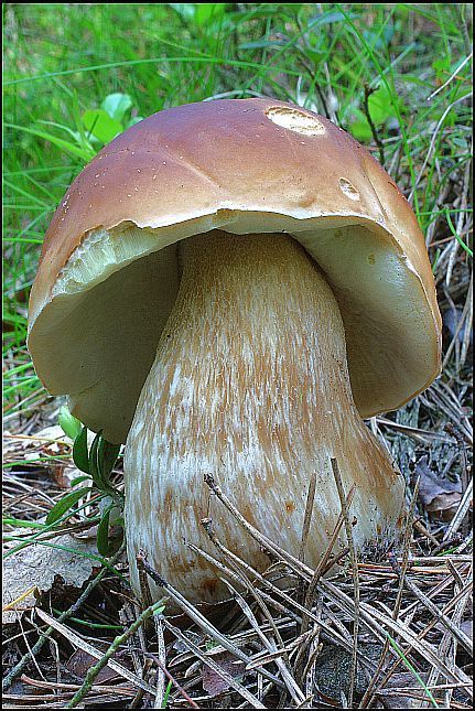 houby hřib smrkový