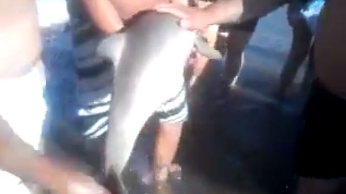Turisté vytáhli delfína z vody a nechali ho na pláži pojít.