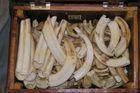 Celníci zabavili 262 kilogramů slonoviny, mířila do Číny