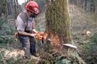 Na Olomoucku usmrtil dřevorubce strom. Zemřel na místě