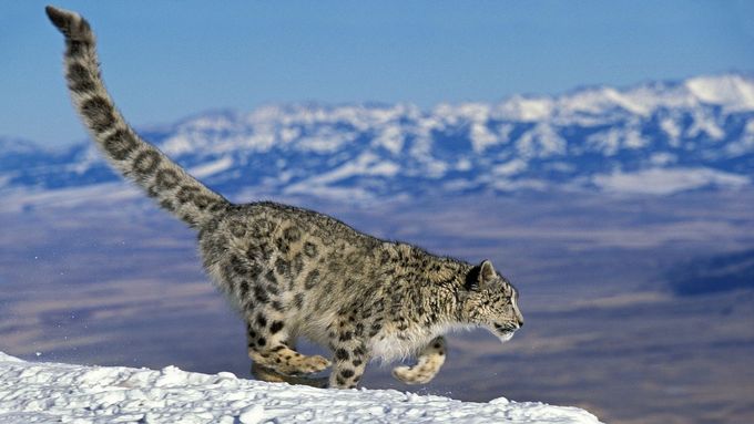 Sněžný levhart neboli irbis obývá horské masivy Střední Asie.