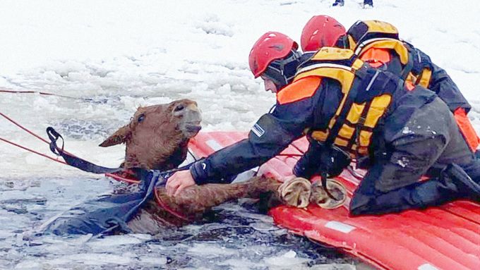 Záchranáři zvíře vytahovali kilometr od břehu lipenské přehrady. V místě, kde se kůň propadl, je hloubka zhruba šestnáct metrů.