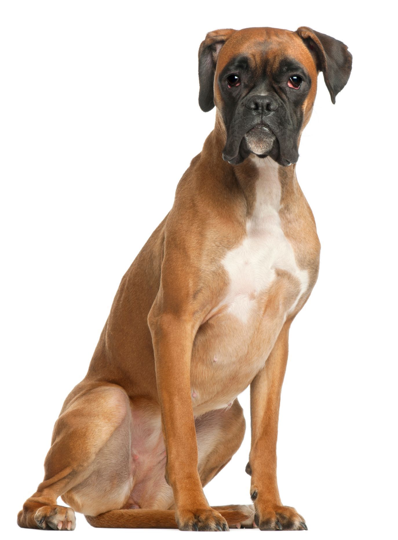 německý boxer