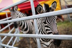 Z cirkusu v Berouně utekly dvě zebry, jedna zahynula. Vypustili je ochránci zvířat, myslí si majitel