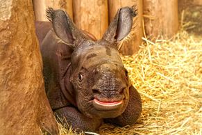 Vánoční dárek od Manjuly: nové mládě vzácného nosorožce indického je pohrobek