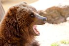 V pátrání po medvědovi na Vsetínsku by mohl pomoci sníh, usnadní jeho stopování