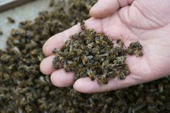 Během čtvrt roku uhynulo v Brazílii 500 milionů včel. Chovatelé ukazují na pesticidy