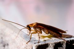 Pojmenujte šváby ke krmení zvířat po svých bývalých partnerech, nabízí texaská zoo