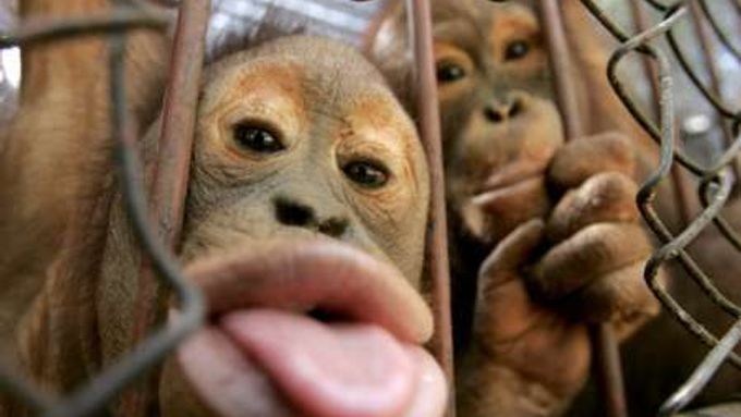 Thajsko je plné pašovaných orangutánů. Asi padesát z nich mělo v uplynulých dnech štěstí a ze zábavního parku v Bangkoku se vrací zpět do přírody.