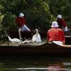 Fotogalerie: Sčítání labutí na Temži
