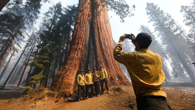 Obrazem: Tisícileté giganty v ohrožení. V blízkosti sekvojovců zuří lesní požáry