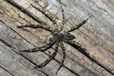 Pavouk číhající na kořist, nížinný les, Virginie.